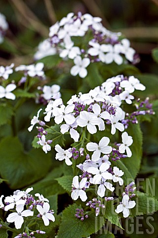 HESPERIS_MATRONALIS