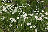 ARGYRANTHEMUM FRUTESCENS