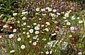 ARGYRANTHEMUM FRUTESCENS