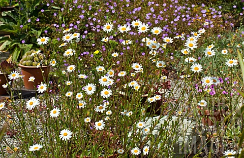 ARGYRANTHEMUM_FRUTESCENS