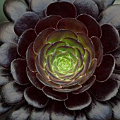 AEONIUM