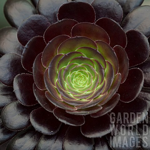 AEONIUM