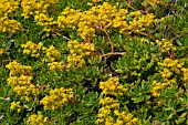 SEDUM PALMERI