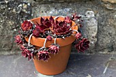 SEMPERVIVUM RED RUBIN