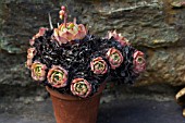 TERRACOTTA POT CONTAINING SUCCULENTS