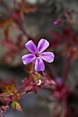 GERANIUM ROBERTIANUM