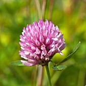 TRIFOLIUM PRATENSE