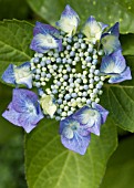 HYDRANGEA MACROPHYLLA