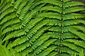 FERN FOLIAGE IN LATE SPRING