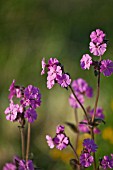 SILENE DIOICA