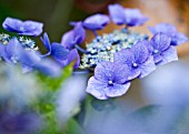 HYDRANGEA MACROPHYLLA