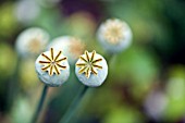 PAPAVER SOMNIFERUM