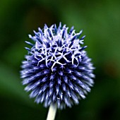 ECHINOPS RITRO