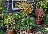 SMALL BACK GARDEN IN AUTUMN IN HIGH MEADOW GARDEN