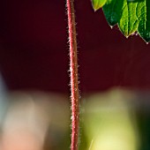 RED HAIRY STRAWBERRY RUNNER AND LEAF IN A LATE AUTUMN GARDEN