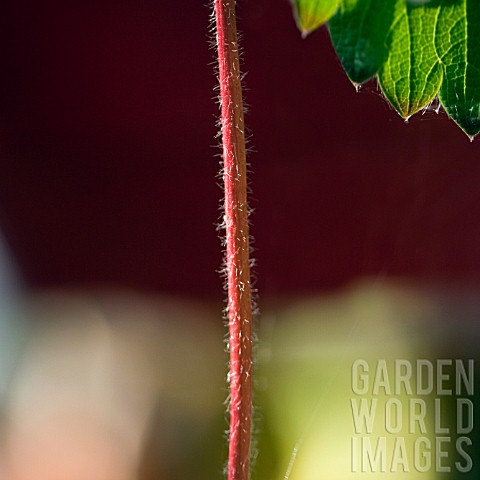 RED_HAIRY_STRAWBERRY_RUNNER_AND_LEAF_IN_A_LATE_AUTUMN_GARDEN