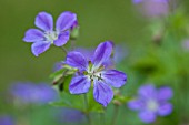 GERANIUM JOHNSONS BLUE