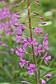 EPILOBIUM ANGUSTIFOLIUM