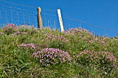 ARMERIA MARITIMA