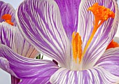 CROCUS VERNUS KING OF THE STRIPES