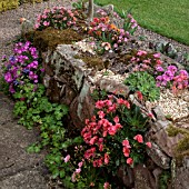 LEWISIA COTYLEDON