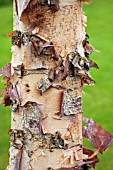 BETULA NIGRA HERITAGE