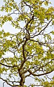 Robinia pseudoacacia Twisty Baby