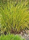 CAREX OSHIMENSIS EVERGOLD