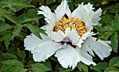 PAEONIA SUFFRUTICOSA JOSEPH ROCK