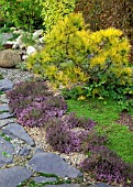 THYMUS GROWING IN GRAVEL ALONG SIDE GREY SLATE PATH