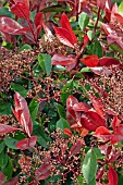 PHOTINIA X FRASERI RED ROBIN