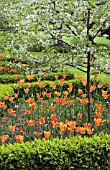 TULIPA ORANGE PRINCESS