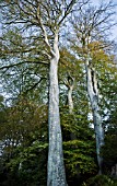 FAGUS SYLVATICA IN A LATE AUTUMN GARDEN IN NOVEMBER