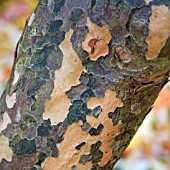 PARROTIA PERSICA BARK