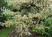 CORNUS CONTROVERSA VARIEGATA