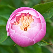 PAEONIA LACTIFLORA BOWL OF BEAUTY