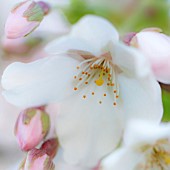 PRUNUS CHERRY BLOSSOM