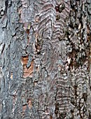 MAGNOLIA TREE TRUNK AND BARK