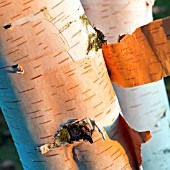 BETULA, PEELING BARK