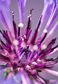 CENTAUREA MONTANA