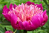 PAEONIA LACTIFLORA BOWL OF BEAUTY