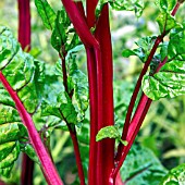 RUBY CHARD