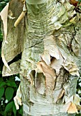 Betula utilis var. jacquemontii Bark