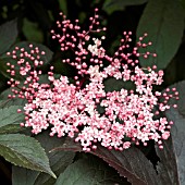 SAMBUCUS NIGRA BLACK BEAUTY