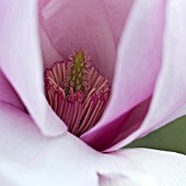 MAGNOLIA DENUDATA FORRESTS PINK