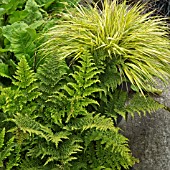 PLANT COMBINATION GOLDEN ORNAMENTAL GRASS AND GREEN FERNS