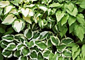 MIXED HOSTAS