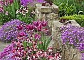 SPRING FLOWERS - TULIPS, WALLFLOWERS AND AUBRETIA
