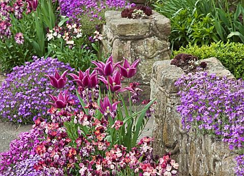 SPRING_FLOWERS__TULIPS_WALLFLOWERS_AND_AUBRETIA