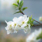 Exochorda × macrantha The Bride